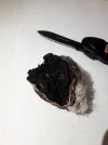 [Ouddict.com] All about Siberian Musk Deer