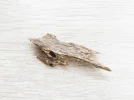 [Ouddict.com] Oud Photos
