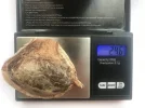 [Ouddict.com] All about Siberian Musk Deer