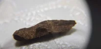 [Ouddict.com] Oud Photos