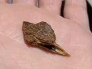[Ouddict.com] Oud of the Day