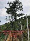 [Ouddict.com] Cultivated Aquilaria Sinensis