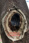 [Ouddict.com] Cultivated Aquilaria Sinensis