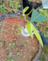[Ouddict.com] Cultivated Aquilaria Sinensis