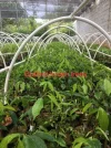 [Ouddict.com] Cultivated Aquilaria Sinensis