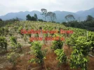 [Ouddict.com] Cultivated Aquilaria Sinensis