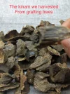 [Ouddict.com] Cultivated Aquilaria Sinensis