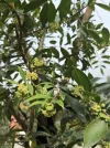 [Ouddict.com] Cultivated Aquilaria Sinensis