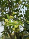 [Ouddict.com] Cultivated Aquilaria Sinensis