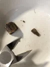 [Ouddict.com] Oud Photos