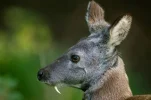 [Ouddict.com] All about Siberian Musk Deer