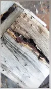 [Ouddict.com] Oud Photos