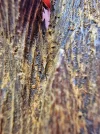 [Ouddict.com] Oud Photos