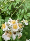 [Ouddict.com] Attar/Mukhallat of the Day