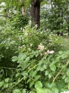 [Ouddict.com] Attar/Mukhallat of the Day