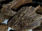[Ouddict.com] Oud Photos