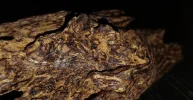 [Ouddict.com] Oud Photos