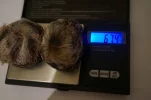 [Ouddict.com] All about Siberian Musk Deer