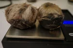 [Ouddict.com] All about Siberian Musk Deer