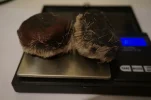 [Ouddict.com] All about Siberian Musk Deer
