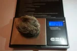 [Ouddict.com] All about Siberian Musk Deer
