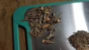[Ouddict.com] Oud Photos