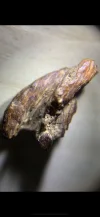 [Ouddict.com] Oud Photos