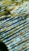 [Ouddict.com] Oud Photos