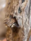 [Ouddict.com] Oud Photos