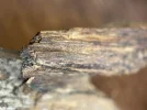 [Ouddict.com] Oud Photos