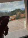 [Ouddict.com] Sandalwood oil of the day
