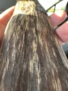 [Ouddict.com] Oud Photos