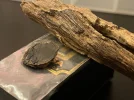 [Ouddict.com] Oud Photos
