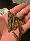 [Ouddict.com] Oud Photos