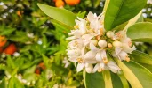 [Ouddict.com] Attar/Mukhallat of the Day