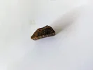 [Ouddict.com] Oud Wood