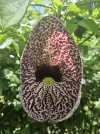 [Ouddict.com] Gardening