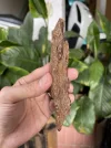 [Ouddict.com] Oud Photos