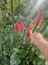 [Ouddict.com] Gardening