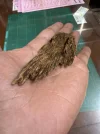 [Ouddict.com] Oud of the Day