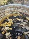 [Ouddict.com] Gardening