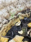 [Ouddict.com] Gardening
