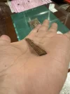 [Ouddict.com] Oud Wood