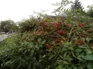 [Ouddict.com] Gardening