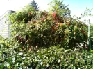 [Ouddict.com] Gardening