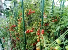 [Ouddict.com] Gardening