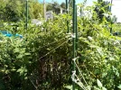 [Ouddict.com] Gardening