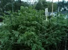 [Ouddict.com] Gardening