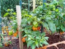 [Ouddict.com] Gardening
