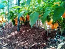 [Ouddict.com] Gardening